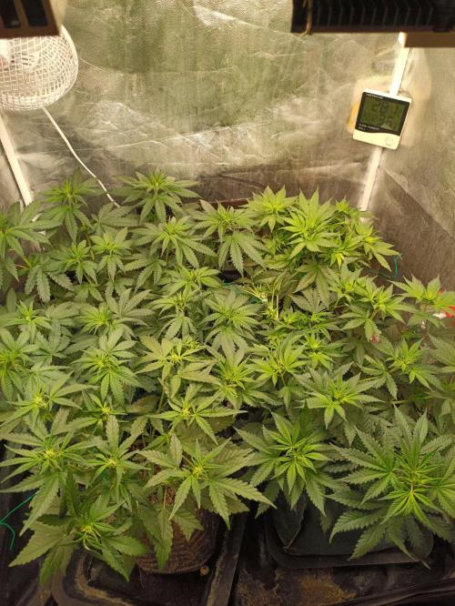 Northern lights blue & Mazar kush. Week 6