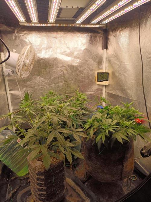 Northern lights blue & Mazar kush. Week 7