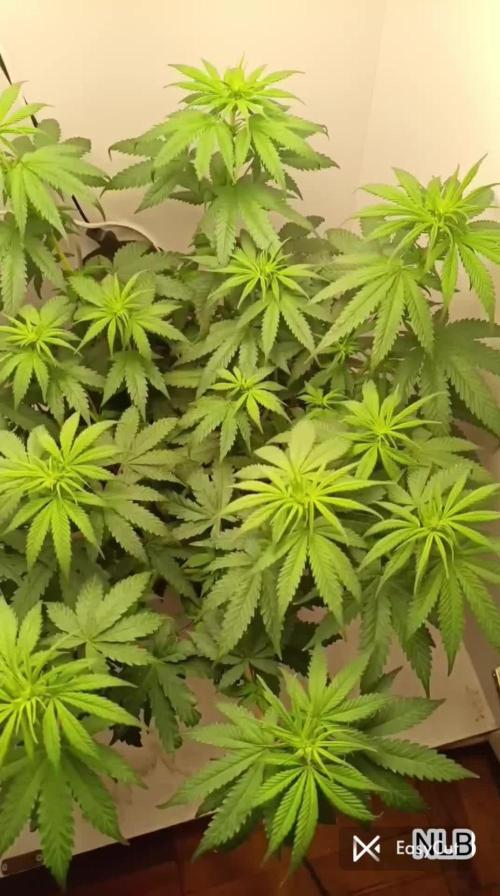 Northern lights blue & Mazar kush