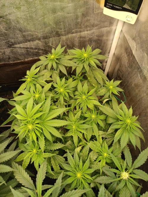 Northern lights blue & Mazar kush. Week 7 - Mazar kush