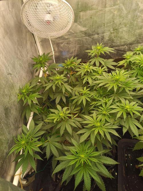 Northern lights blue & Mazar kush. Week 7 - NLB 