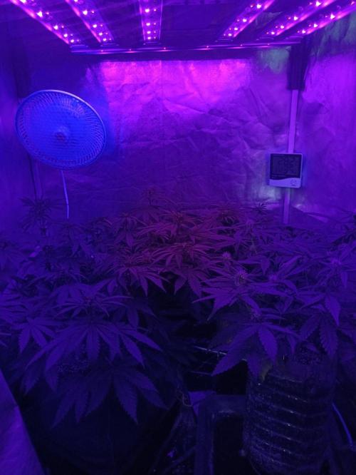 Northern lights blue & Mazar kush. Week 7