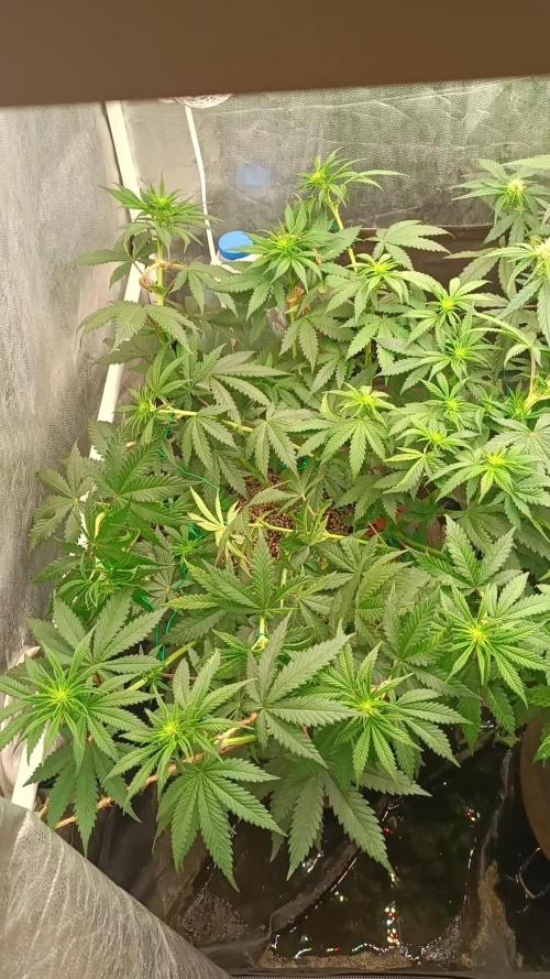 Northern lights blue & Mazar kush