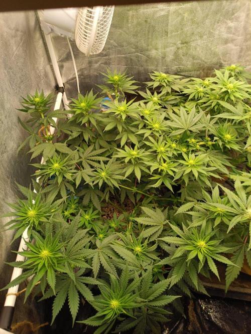 Northern lights blue & Mazar kush. Week 8 - NLB 