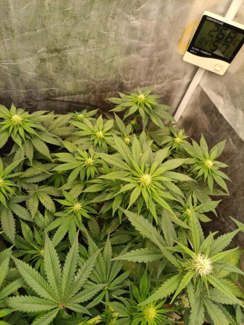 Northern lights blue & Mazar kush. Week 8 - Mazar kush