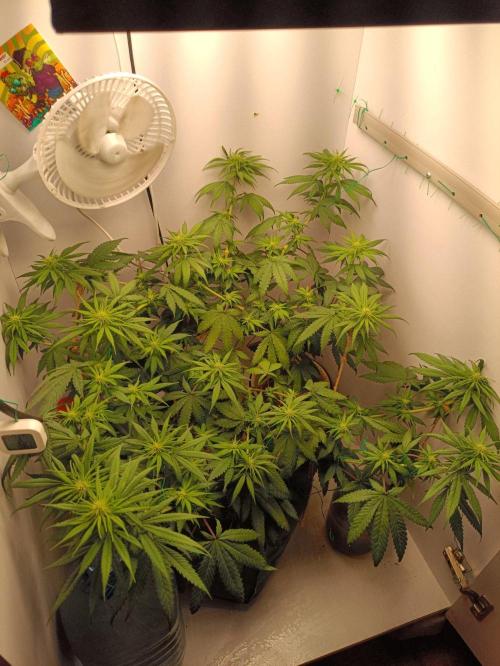 Northern lights blue & Mazar kush. Week 8 - NLB 