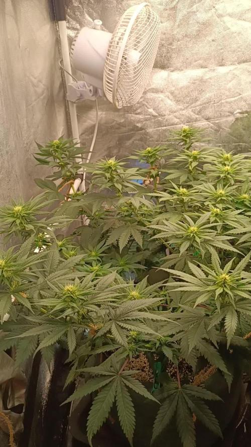 Northern lights blue & Mazar kush