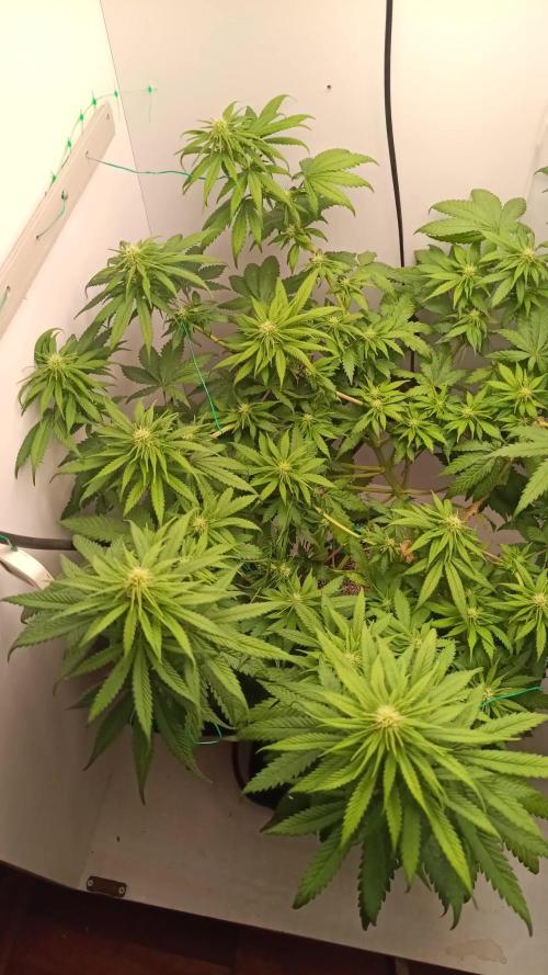 Northern lights blue & Mazar kush