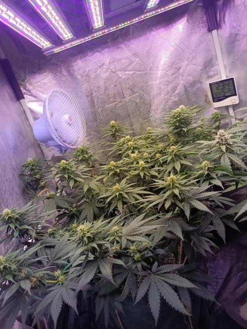Northern lights blue & Mazar kush. Week 9