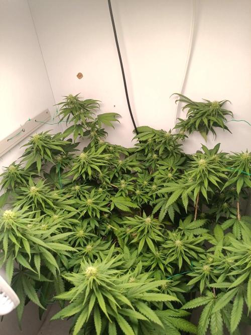 Northern lights blue & Mazar kush. Week 9