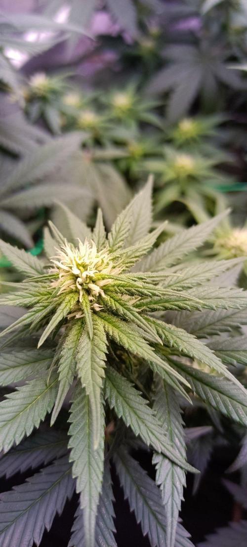 Northern lights blue & Mazar kush. Week 9 - NLB 
