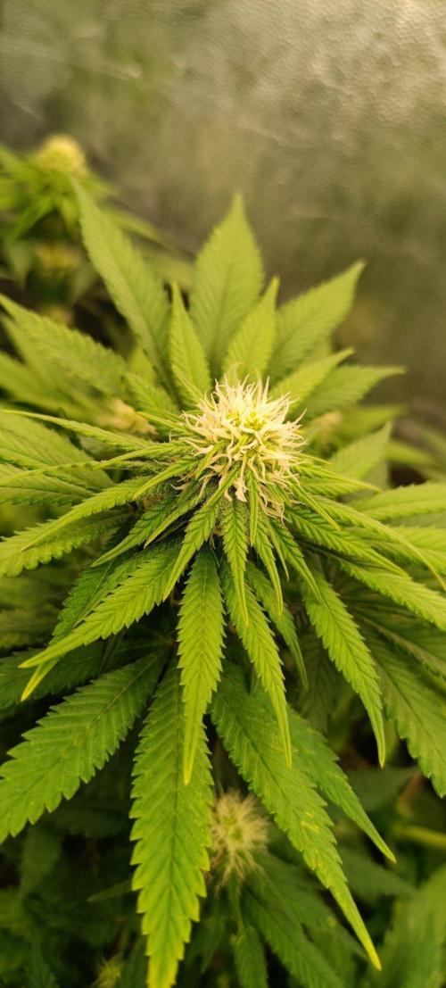 Northern lights blue & Mazar kush. Week 9 - Mazar