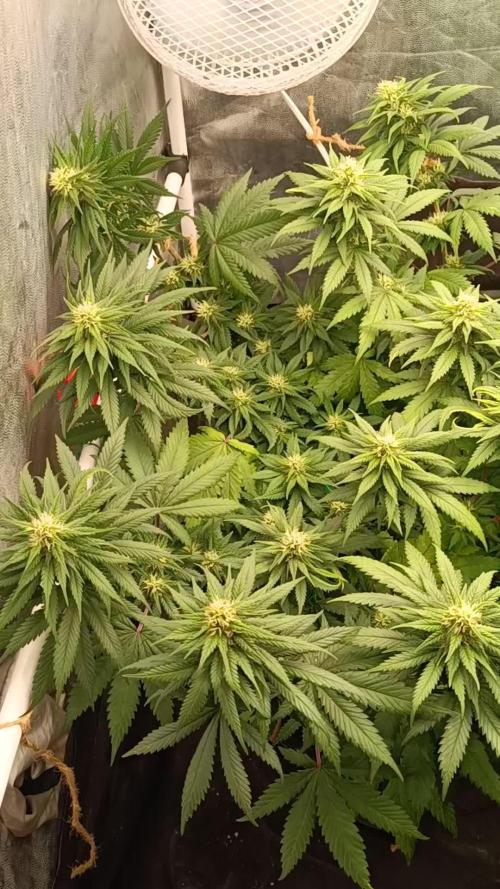 Northern lights blue & Mazar kush