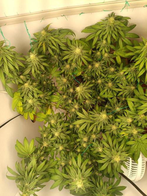 Northern lights blue & Mazar kush. Week 10 - NLB 60x60