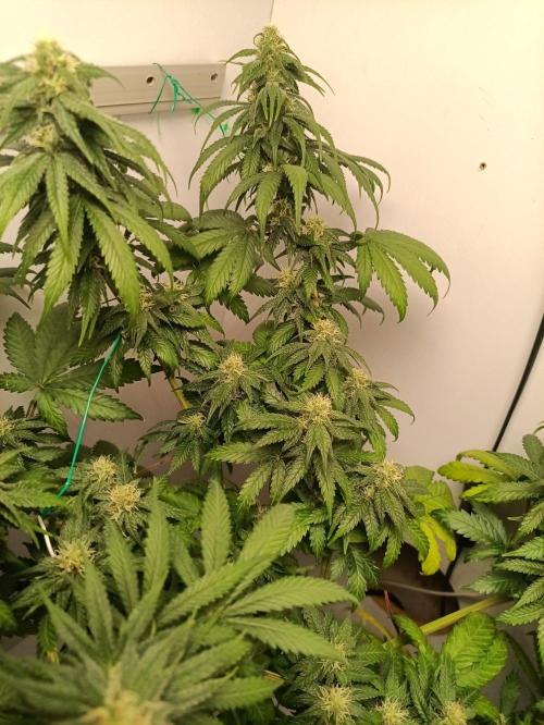 Northern lights blue & Mazar kush. Week 10 - NLB 60x60