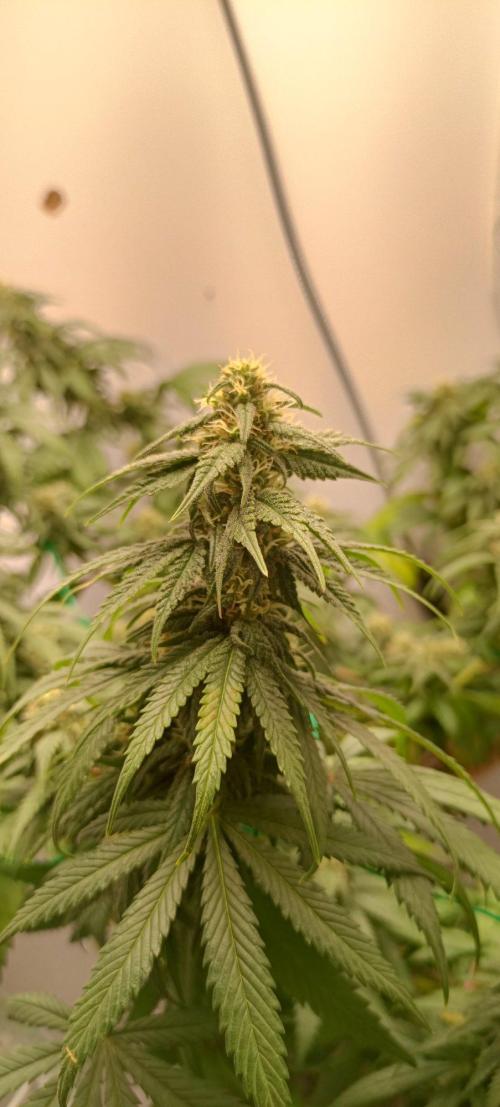 Northern lights blue & Mazar kush. Week 10 - NLB 60x60