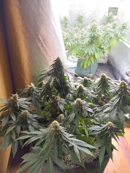 Northern lights blue & Mazar kush. Week 10 - Mazar