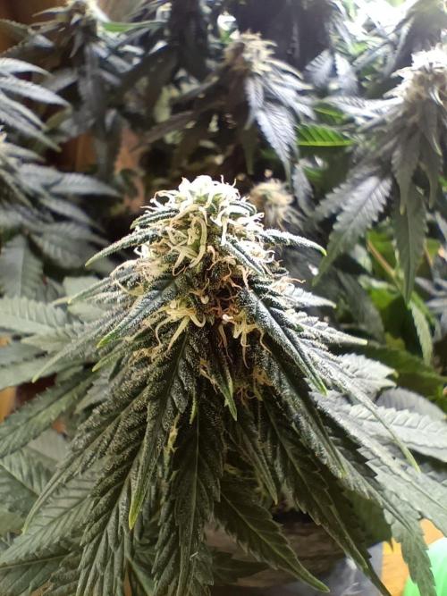 Northern lights blue & Mazar kush. Week 10 - Mazar
