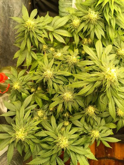 Northern lights blue & Mazar kush. Week 10 - Mazar 