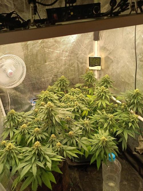 Northern lights blue & Mazar kush. Week 10 - NLB 