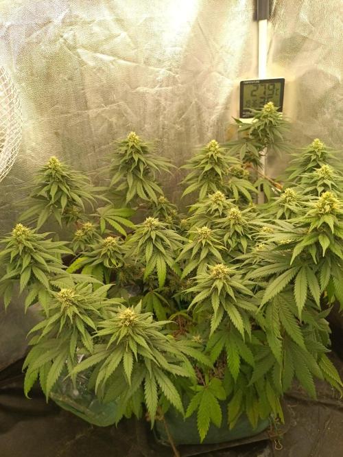 Northern lights blue & Mazar kush. Week 10 - NLB 