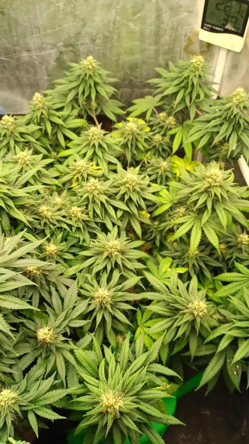 Northern lights blue & Mazar kush