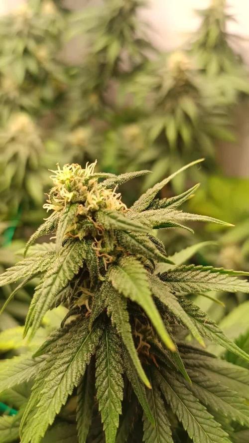 Northern lights blue & Mazar kush