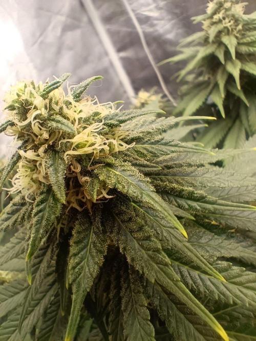 Northern lights blue & Mazar kush. Week 10 - Mazar kush