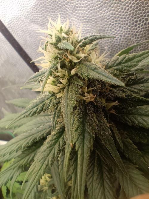 Northern lights blue & Mazar kush. Week 10 - NLB 