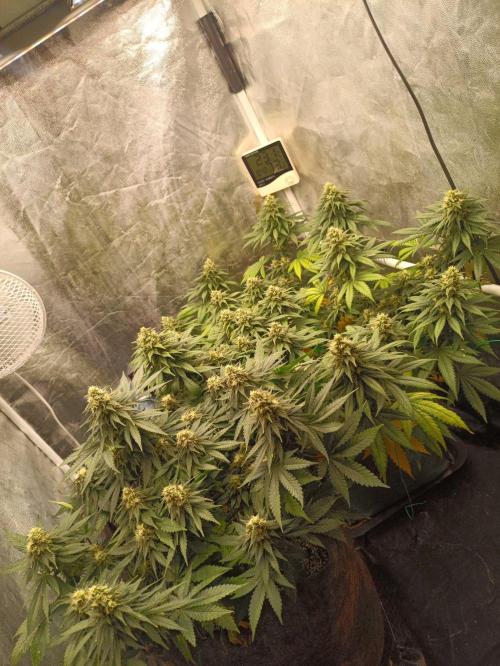 Northern lights blue & Mazar kush. Week 11