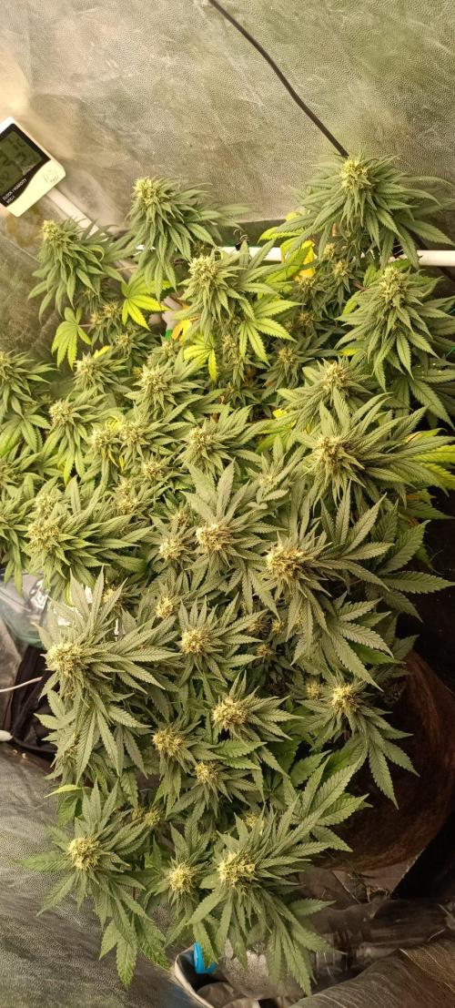 Northern lights blue & Mazar kush. Week 11