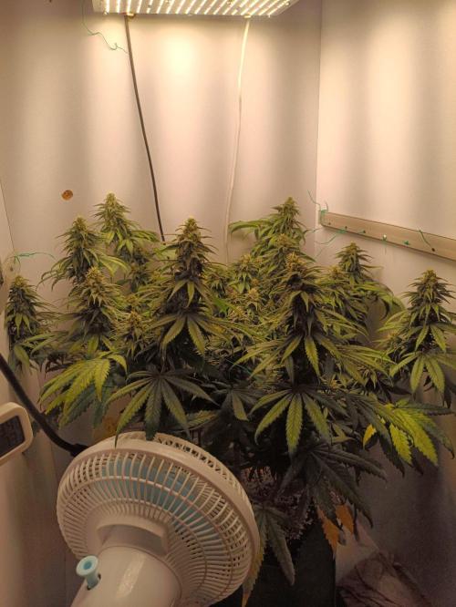 Northern lights blue & Mazar kush. Week 11