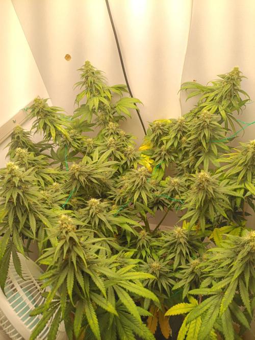 Northern lights blue & Mazar kush. Week 11