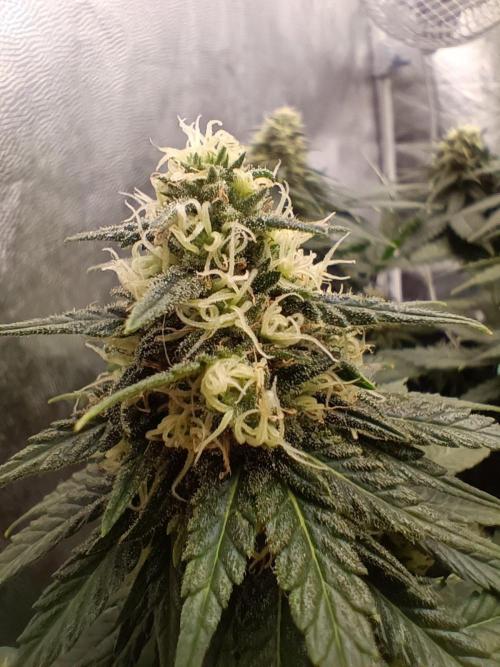Northern lights blue & Mazar kush. Week 11