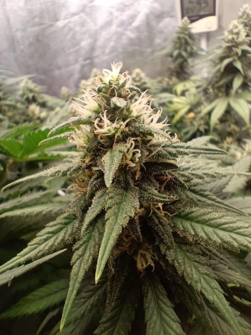 Northern lights blue & Mazar kush. Week 11
