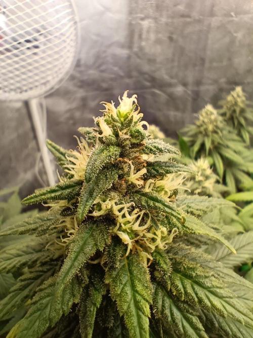 Northern lights blue & Mazar kush. Week 11