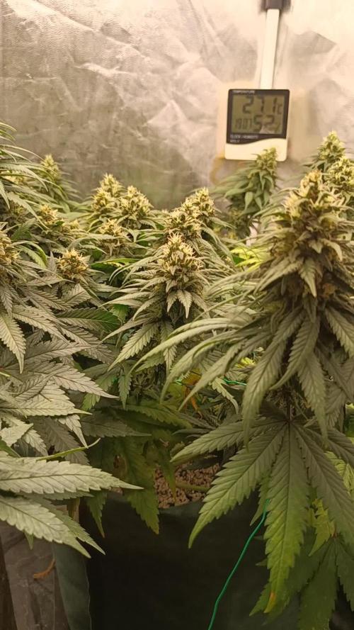 Northern lights blue & Mazar kush