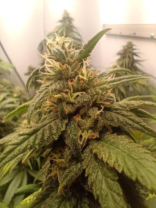 Northern lights blue & Mazar kush. Week 12