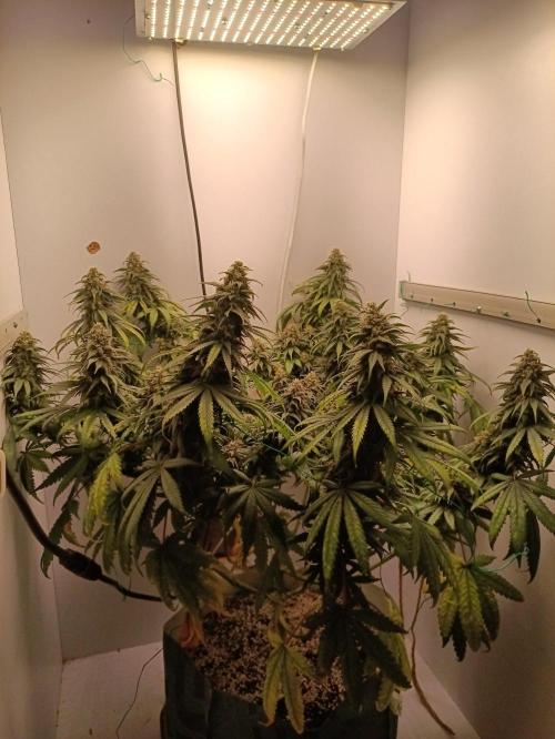 Northern lights blue & Mazar kush. Week 12