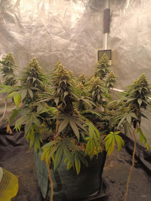 Northern lights blue & Mazar kush. Week 12