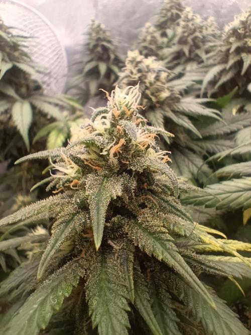 Northern lights blue & Mazar kush. Week 12