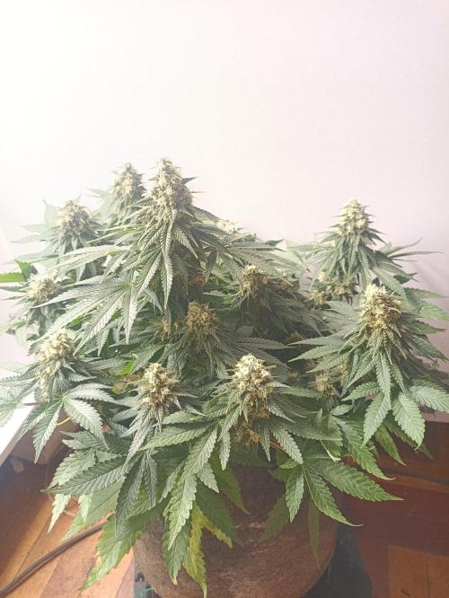 Northern lights blue & Mazar kush. Week 12