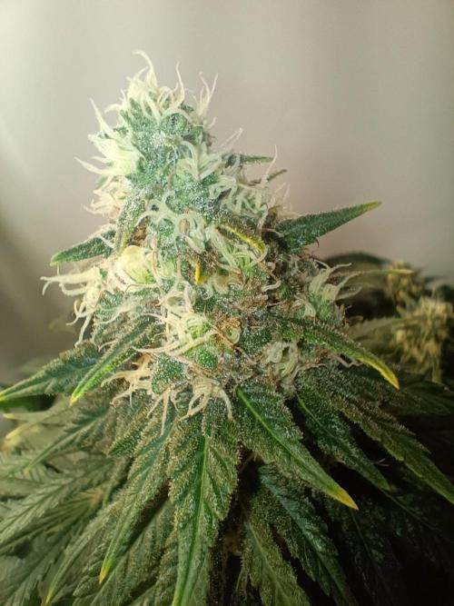 Northern lights blue & Mazar kush. Week 12