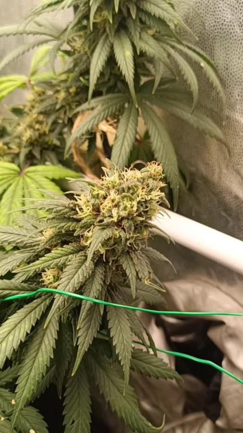Northern lights blue & Mazar kush