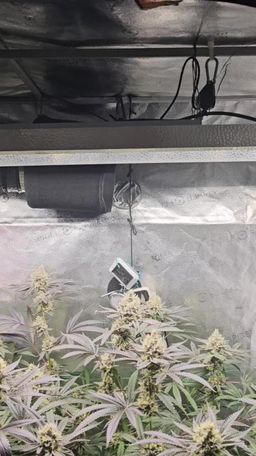 Slightly Humboldt