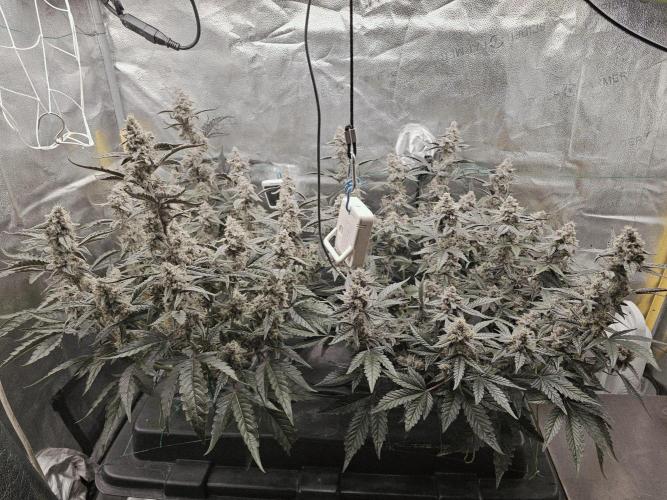 Birthday Cake Oreoz. Week 11