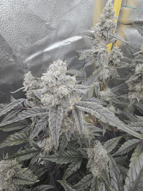 Birthday Cake Oreoz. Week 11