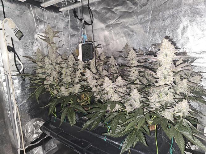 Birthday Cake Oreoz. Week 11