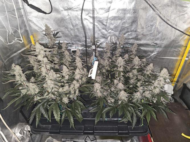 Birthday Cake Oreoz. Week 11