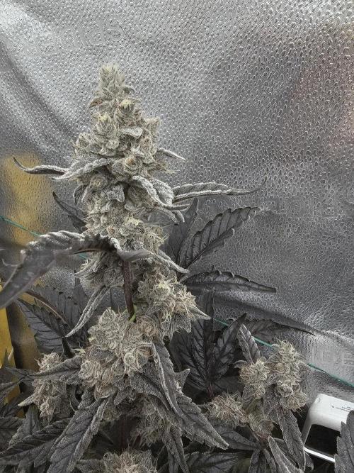 Birthday Cake Oreoz. Week 11